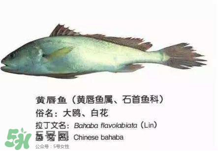 寶寶能吃金錢鳘嗎？金錢鳘寶寶吃了好嗎？