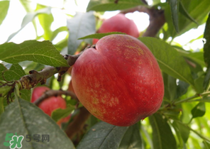 油桃和牛奶能一起吃嗎？喝完牛奶能吃油桃嗎？