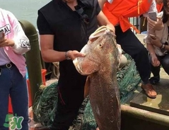 金錢鳘值多少錢？金錢鳘魚膠功效