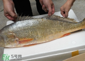 黃唇魚(yú)是不是黃花魚(yú)？黃唇魚(yú)和黃花魚(yú)的區(qū)別