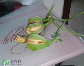 香瓜裂口怎么回事？香瓜裂了怎么辦？