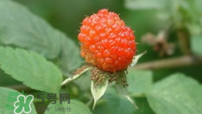 空心泡是否就是覆盆子？覆盆子是水果嗎