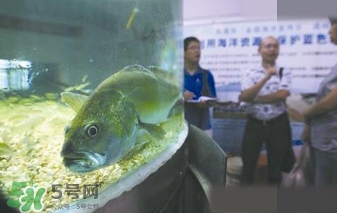 金錢鳘是哪里原產(chǎn)的？金錢鳘的產(chǎn)地在哪里