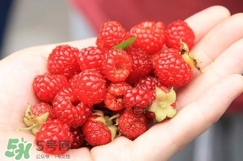 覆盆子哪里有賣？覆盆子多少錢一斤？