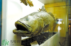黃唇魚魚鰾真的那么神？黃唇魚魚鰾真實(shí)藥用價(jià)值
