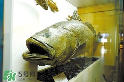 金錢(qián)鳘是什么魚(yú)？金錢(qián)鳘是淡水魚(yú)嗎？
