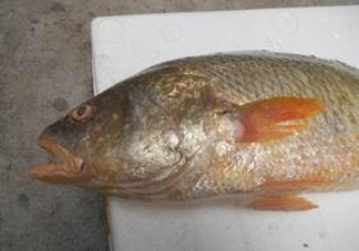 黃唇魚魚鰾能救命？黃唇魚魚鰾可以救命？