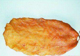  黃唇魚魚鰾怎么吃？ 黃唇魚魚鰾如何吃？