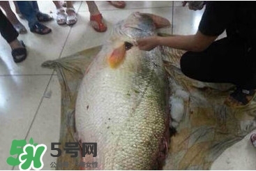 金錢鳘為什么那么貴？金錢鳘為什么能賣那么貴