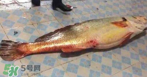 金錢鳘是什么？金錢鳘怎么讀？