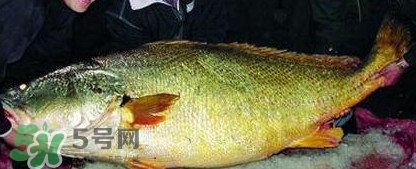 金錢鳘魚膠一斤多少錢？金錢鳘魚膠價(jià)格