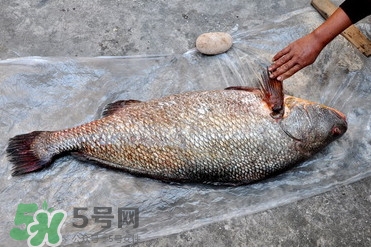 黃唇魚(yú)是海魚(yú)嗎？黃唇魚(yú)是海鮮嗎