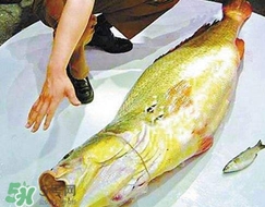 黃唇魚(yú)是海魚(yú)嗎？黃唇魚(yú)是海鮮嗎