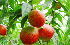 油桃可以榨汁嗎？油桃怎么榨汁？