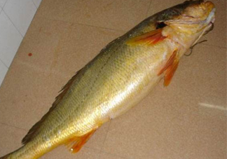 怎么鑒別金錢鳘魚膠？金錢鳘魚膠如何分辨真?zhèn)?><p><strong>怎么鑒別金錢鳘魚膠？金錢鳘魚膠如何分辨真?zhèn)?/strong></p></a></li> <li><a href=
