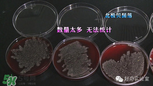 三文魚有刺嗎？三文魚的刺怎么處理