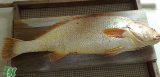 黃唇魚怎么做？黃唇魚怎么保存