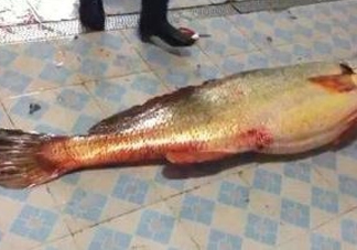 金錢鳘為什么身價上百萬？金錢鳘真這么值錢嗎