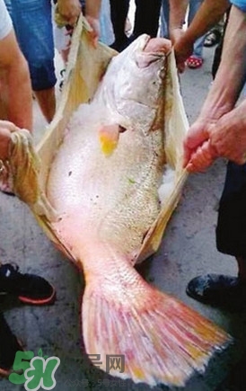 黃唇魚魚鰾真的那么神？黃唇魚魚鰾真實(shí)藥用價(jià)值