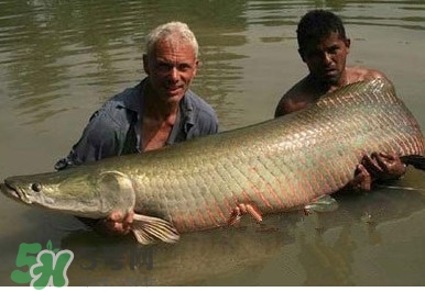 黃唇魚為什么貴？黃唇魚有什么藥用價(jià)值？