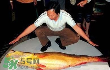 黃唇魚為什么那么有價值？黃唇魚的價值