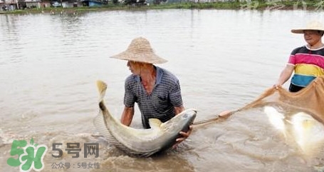 金錢鳘是哪里原產(chǎn)的？金錢鳘的產(chǎn)地在哪里