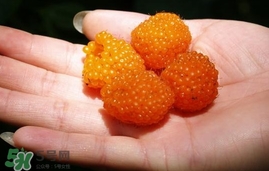 空心泡能吃嗎？空心泡與樹莓的差別