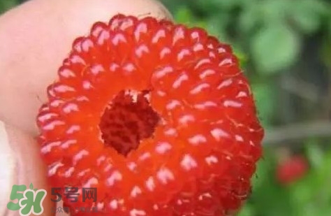 孕婦可以吃山莓嗎？孕婦能不能吃山莓