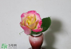 五月份可以扦插月季嗎？5月份適合插月季嗎？