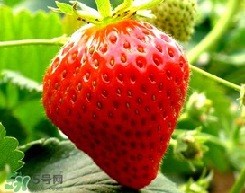 5月份可以種草莓嗎？五月份可以種草莓嗎？