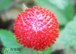 老人為什么不讓吃蛇莓？蛇莓為什么不能吃