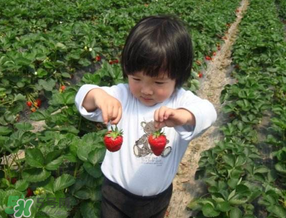 5月份能摘草莓嗎？五月份還有草莓摘嗎？