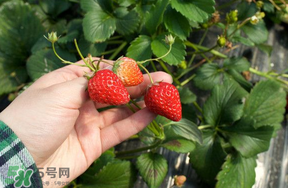 5月份能摘草莓嗎？五月份還有草莓摘嗎？