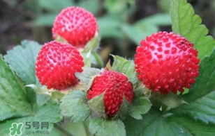 蛇莓是什么？蛇莓和覆盆子的區(qū)別
