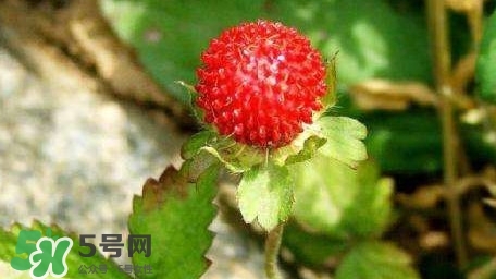 蛇莓收購(gòu)多少一公斤？蛇莓價(jià)格