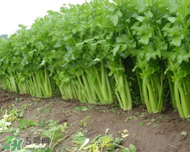 五月份可以種芹菜嗎？芹菜適合什么時候播種？