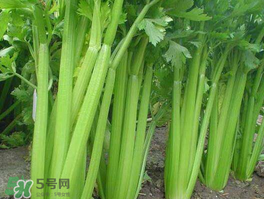 五月份可以種芹菜嗎？芹菜適合什么時候播種？