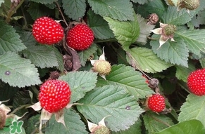 野草莓能吃嗎？野草莓圖片
