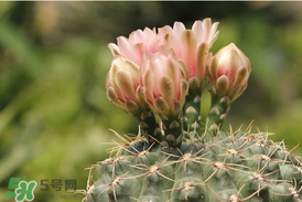 五月份種什么花？5月份適合種什么花？