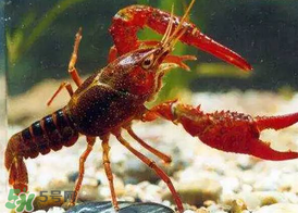 什么時(shí)候釣龍蝦最好？龍蝦幾月份能釣？