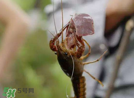 什么時(shí)候釣龍蝦最好？龍蝦幾月份能釣？
