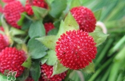 蛇莓有毒嗎？蛇莓有沒(méi)有毒