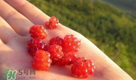 山莓能不能生吃？山莓可不可以生吃？