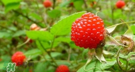 野草莓可以吃嗎？野草莓能不能吃