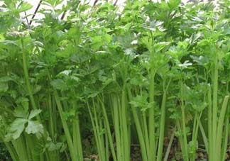 五月份可以種芹菜嗎？芹菜適合什么時(shí)候播種？