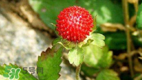 蛇莓有毒嗎？蛇莓有沒(méi)有毒