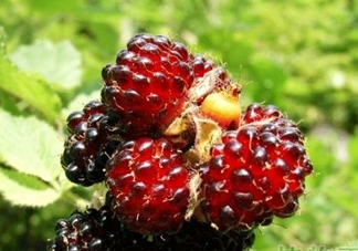 野草莓是覆盆子嗎？覆盆子是否叫蔓越莓