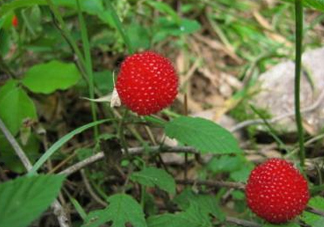野草莓怎么吃？野草莓怎么清洗