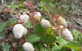 野草莓能吃嗎？野草莓圖片