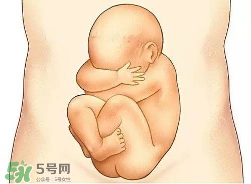 胎兒在媽媽肚子里都會干啥？胎兒的神奇世界